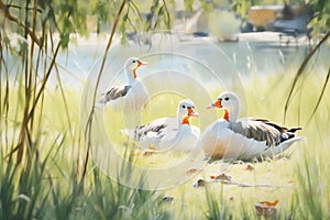 geese resting in shady grass with sparse trees