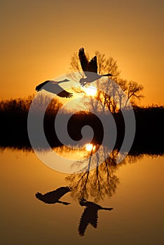 Geese and Riparian Reflection