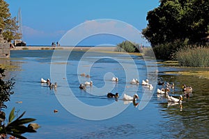 Geese in river front of the sea