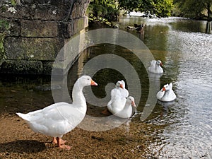 Geese on a river under bridge