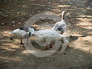 Geese on the road. Birds in Antalya Goynuk Canyon.