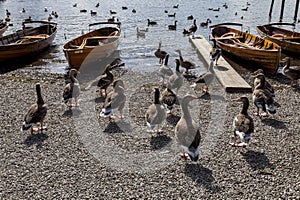 Geese and Rowing boats on shore of Derwent Water, Keswick.