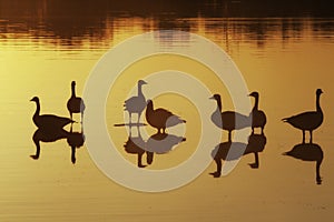 Geese Silhouette Sunset