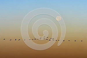 Geese Silhouetted Against Sky With Full Moon Composite