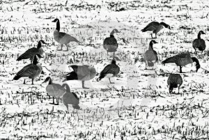 Geese in a snow covered field