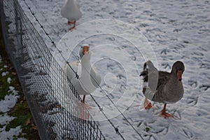 Geese in a snowy field 2