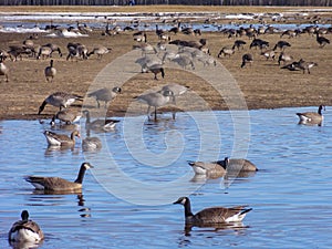 Geese in Snowy, Watery Field