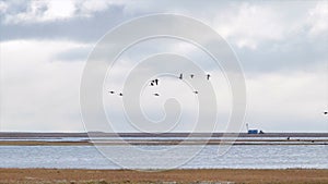 Geese starting in flight from a large field. Flying flock of mixed ducks. Video. Wild ducks are flying high in the blue