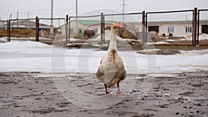 Geese Strutting on a Rustic Farmstead harmonious scene. Selective focus