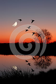 Geese at Sunset