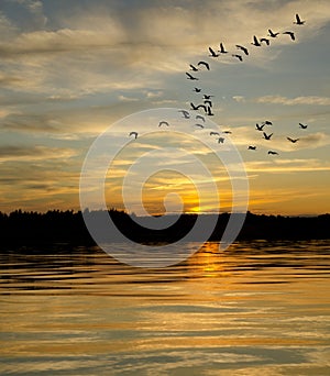 Geese at Sunset on the Lake