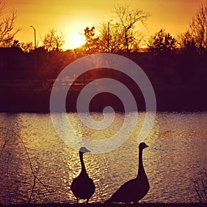 Geese at sunset