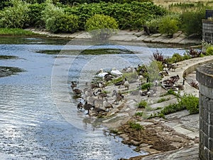 Geese, swans and ducks on the shore of Pitsford Reservoir, UK