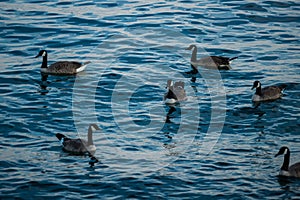 Geese swim on blue water. Wildlife - Canada goose. A different number is good for counting, mathematics