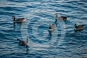 Geese swim on blue water. Wildlife - Canada goose. A different number is good for counting, mathematics