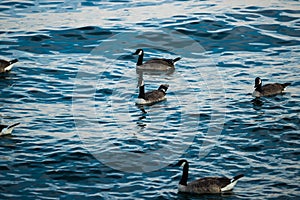 Geese swim on blue water. Wildlife - Canada goose. A different number is good for counting, mathematics