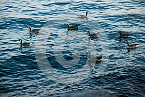 Geese swim on blue water. Wildlife - Canada goose. A different number is good for counting, mathematics