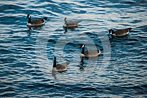 Geese swim on blue water. Wildlife - Canada goose. A different number is good for counting, mathematics