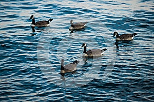 Geese swim on blue water. Wildlife - Canada goose. A different number is good for counting, mathematics