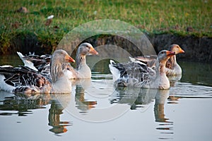 Geese swiming photo