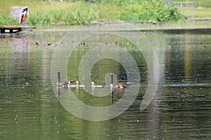 Geese swimming