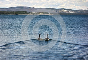 Geese swimming on a big lake at yellowstone park in the summertime