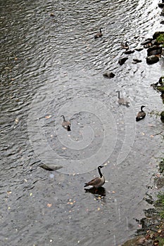 Geese swimming in the Cliff Branch in Gatlinburg.