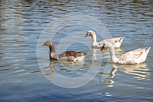 Geese swimming in a lake at Barigui Park - Curitiba, Parana, Brazil photo