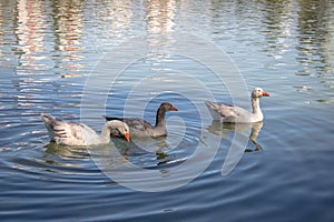 Geese swimming in a lake at Barigui Park - Curitiba, Parana, Brazil photo