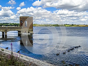 Geese swimming in a line out into Pitsford Reservoir, UK