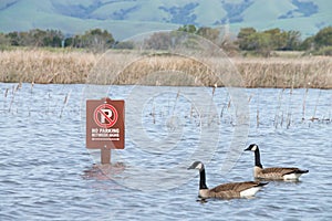 Geese swimming past sign in parking lot, flooded