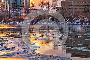 Geese Swimming On The River At Sunrise