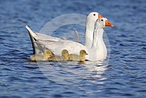 Geese Swimming With a Trio of baby Goslings