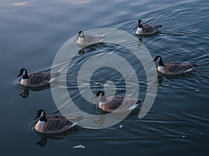 Geese swimming in unison on a river and their reflections are visible in the water beneath them