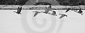 Geese taking off over a frozen lake