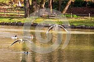 Geese taking off from pond photo