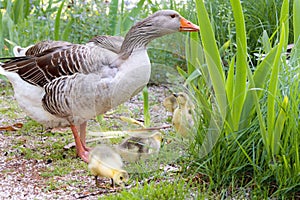 Geese with their babies in a park