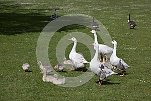 Geese with their goslings in Oxfordshire in the UK