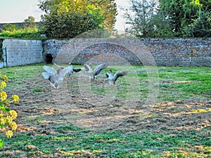 geese with their wings raised and spread photo