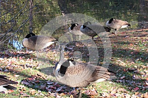 Geese trying to keep warm