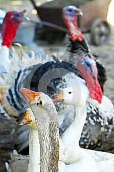 Gansos a pavos 