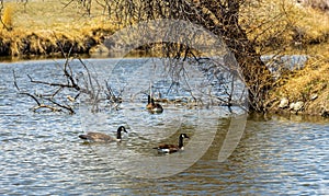 Geese and turtles in the Lake Arbor Park