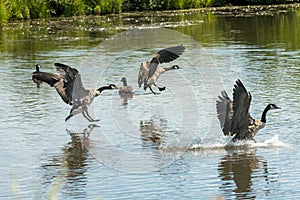 Geese in unison