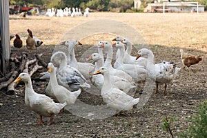 Geese in the village