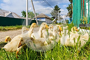 Geese in the village. Background with selective focus and copy space