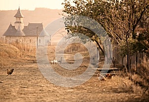 Geese on the village road