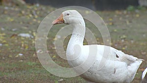 Geese in the village, walk on the grass