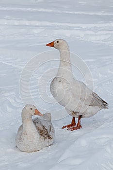 Geese walk on the snow