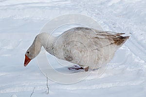 Geese walk on the snow