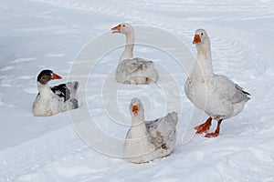 Geese walk on the snow